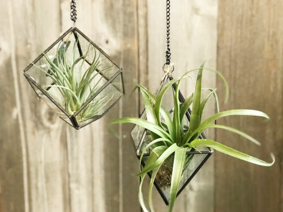 Air Plants